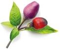 Click And Grow Smart Garden Refill 9-pack
