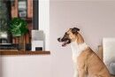 Petcube Bites 2 Lite