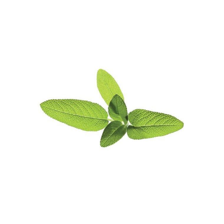 Click & Grow Smart Garden refill Sage 3stk