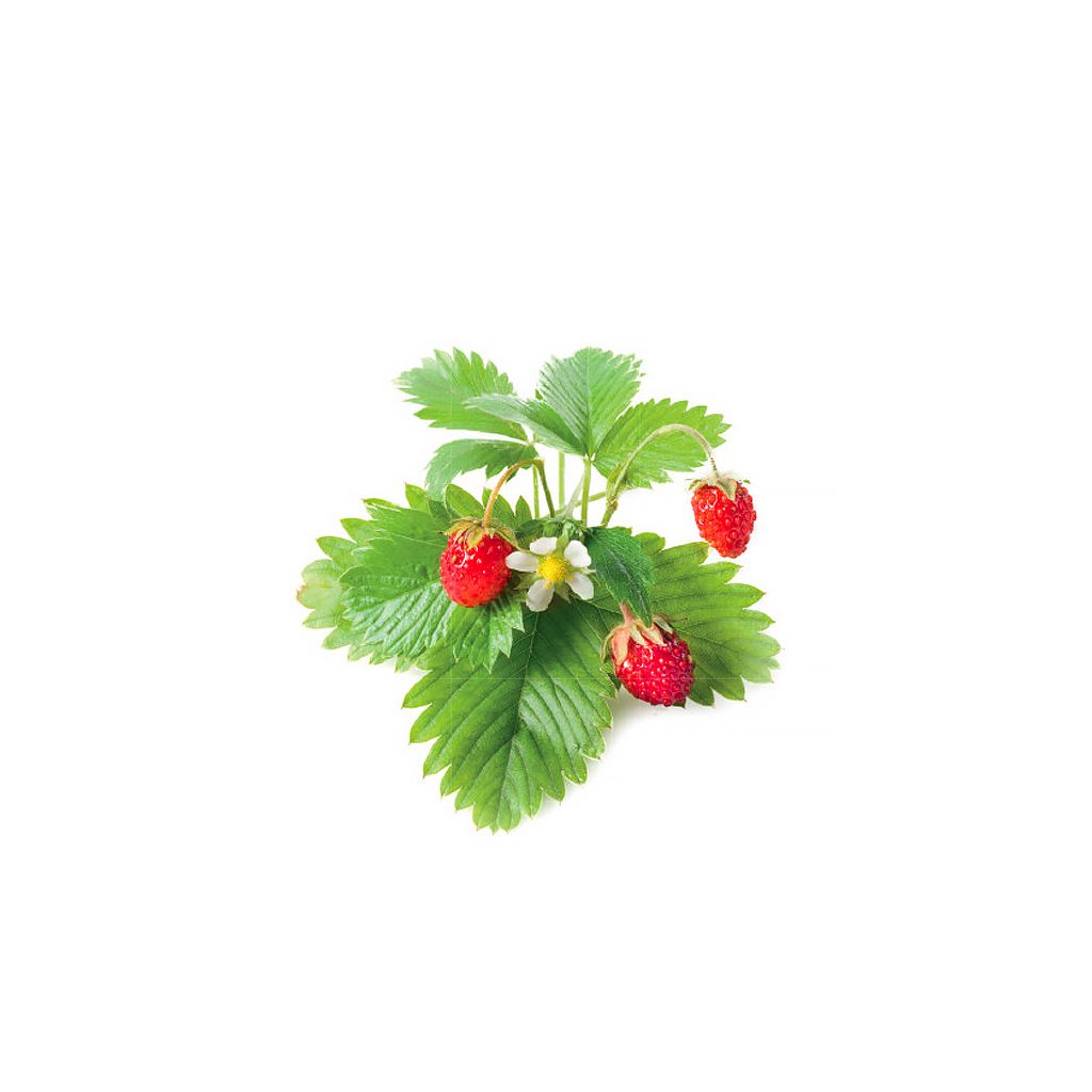 Click And Grow Smart Garden Refill 3-pack - Rosmarin