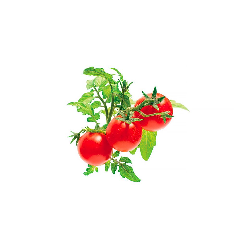 Click And Grow Smart Garden Refill 3-pack - Minitomater