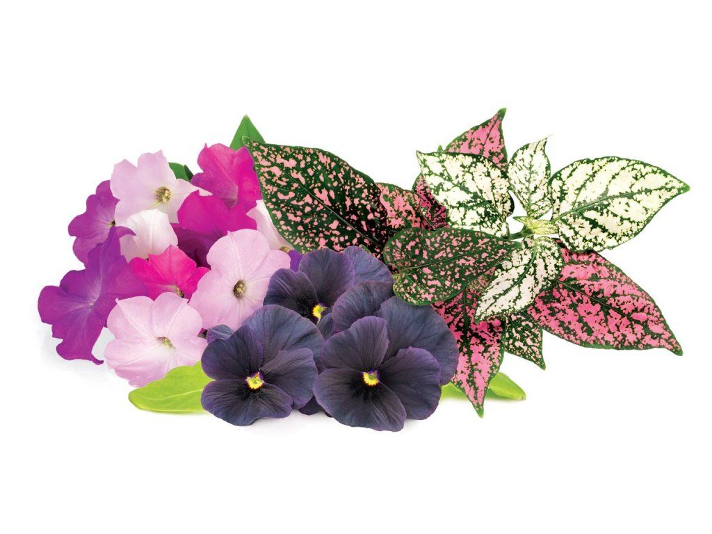 Click & Grow Smart Garden Refill 9-pack Vibrant Flower Mix
