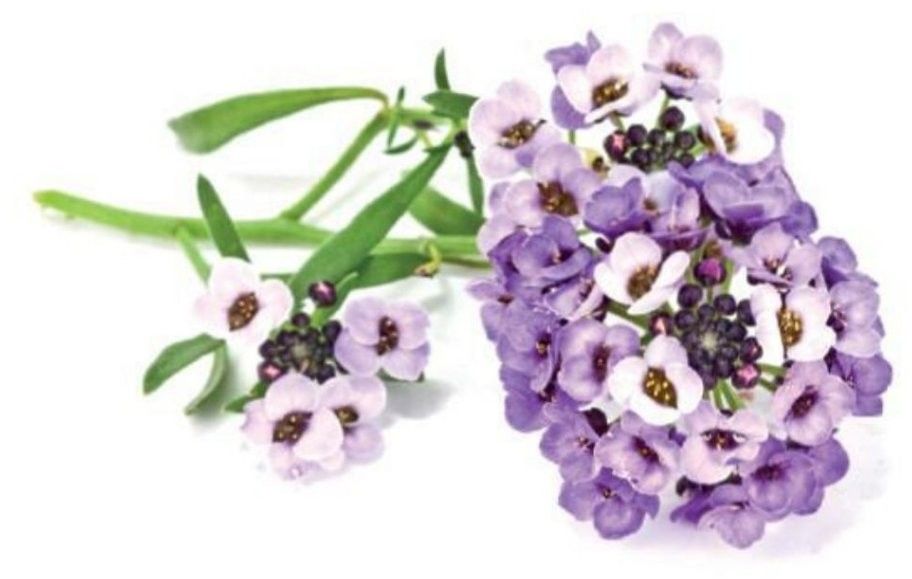 Click & Grow - Smart Garden Refill 3-pack Sweet Alyssum