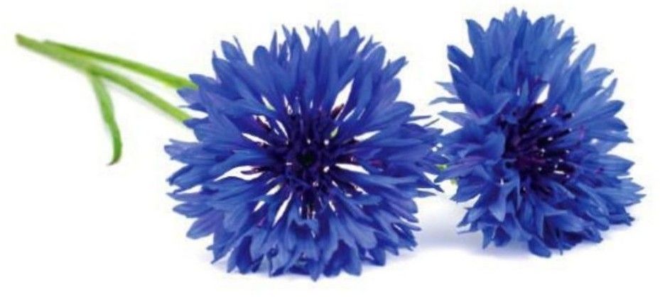 Click and Grow - Smart Garden Refill 3-pack Cornflower