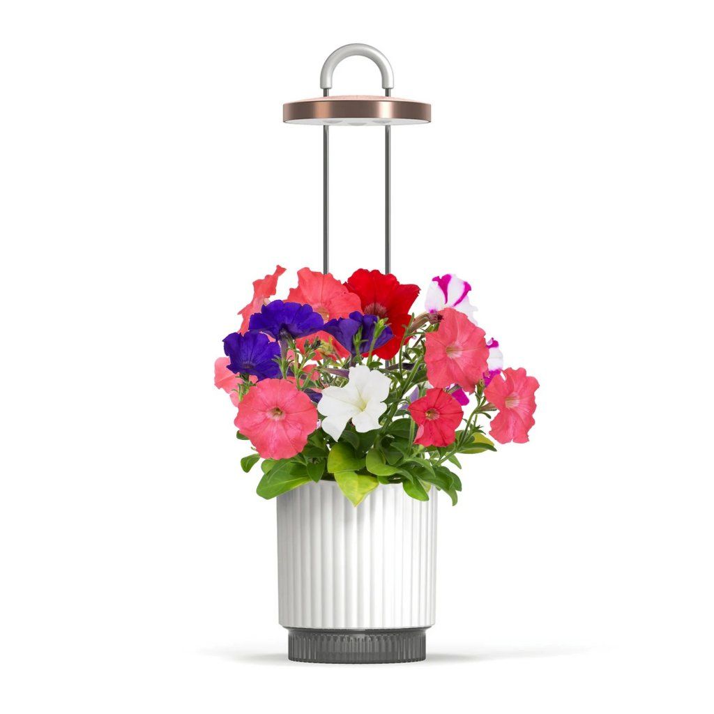 Click and Grow x HydroVase - Vit