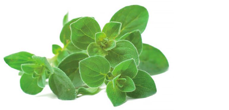 Click and Grow - Smart Garden Refill 3-pack - Thyme (SGR17X3)
