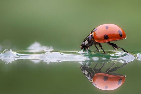 Avskalad bild utan distraktioner. Ltt att ta in och intressant att titta p.